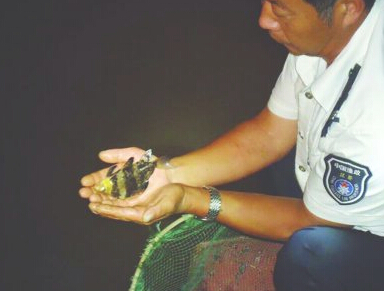 胭脂魚