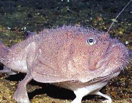 黑角安康魚味道鮮美被稱海中鵝肝