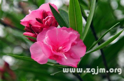夾竹桃的花語
