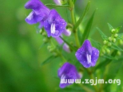 香水草的花語