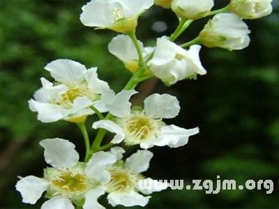 葡萄牙月桂樹(shù)的花語(yǔ)