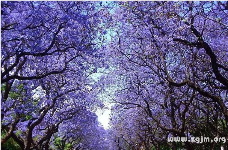 藍花楹的花語