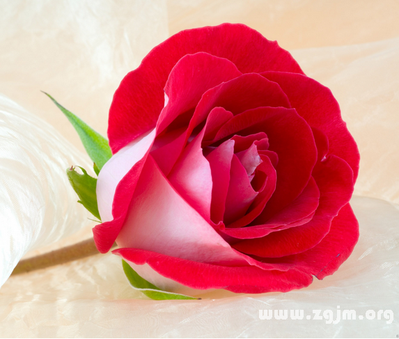 紅玫瑰的花語(yǔ)