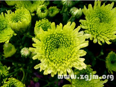秋菊的花語(yǔ)