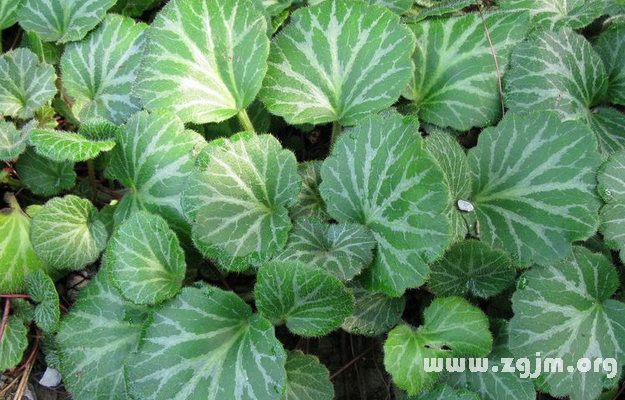 虎耳草的花語(yǔ)