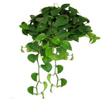 綠蘿花的花語