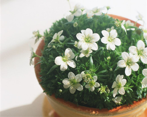 盆栽花卉