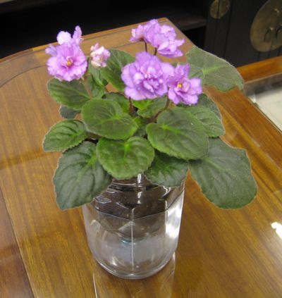 薔薇的介紹