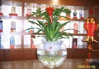 菠蘿花圖片欣賞