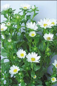 白色翠菊