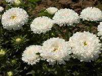 白色翠菊