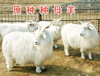遼寧絨山羊
