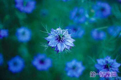 黑種草