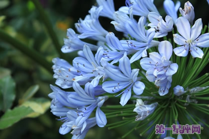百子蓮