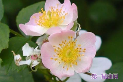 野薔薇