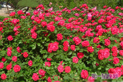 紅色薔薇