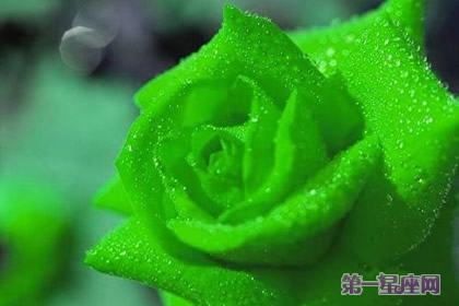 綠薔薇