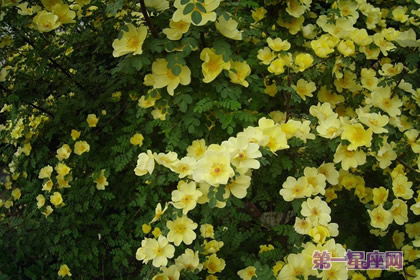 黃色薔薇