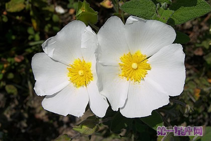 巖薔薇