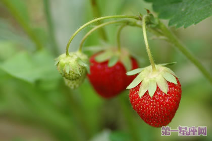 12月30日花語：草苺樹，生日花語寡欲