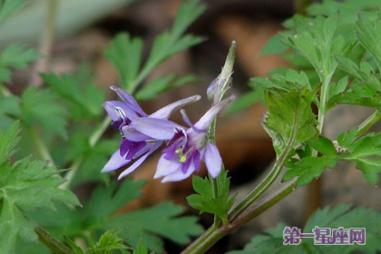 還亮草
