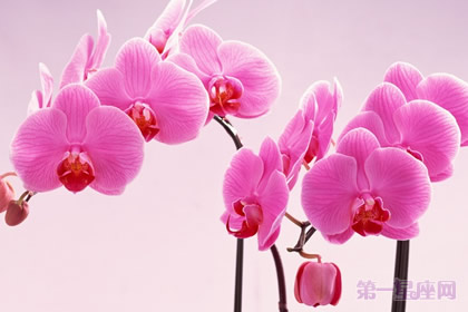 粉色蝴蝶蘭花語