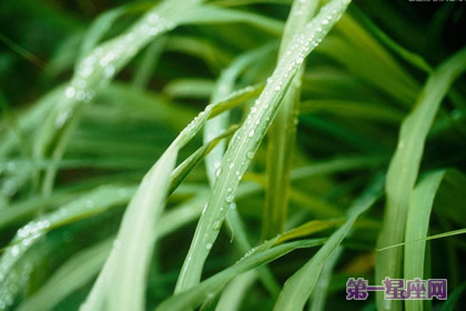 檸檬草