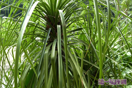 植物酒瓶蘭花語(yǔ)和象征代表意義