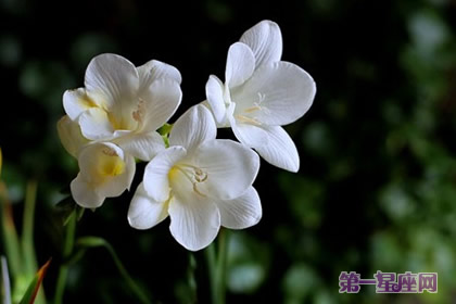 花語傳說：香雪蘭的花語及傳說