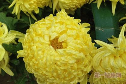 植物花語：冬菊的花語是什么？