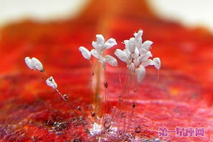 能帶來瑞祥之福的佛家寶花
