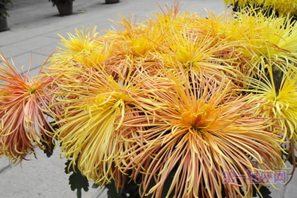 花語大全：鱗托菊的花語是什么？