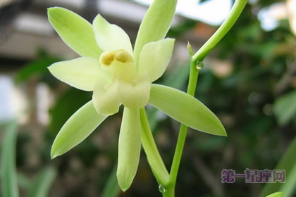 中國十大名花之一：從容優雅的蘭花