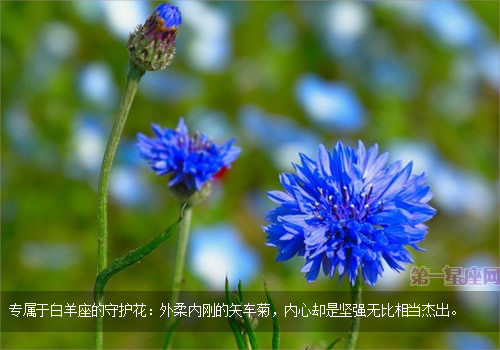 白羊座的守護花,矢車菊花語