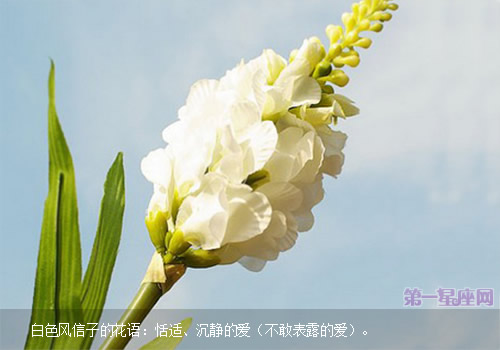 白色風信子的花語
