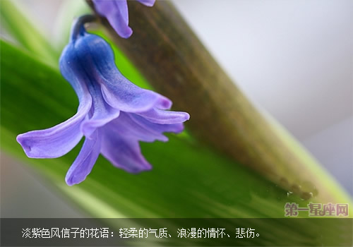 紫色風信子的花語