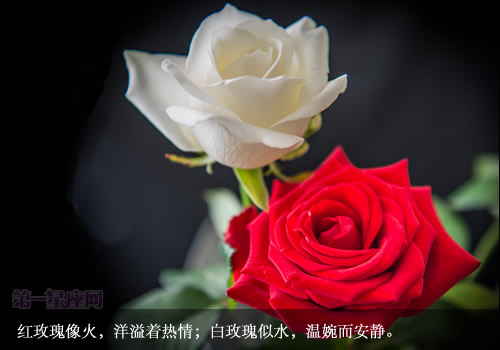 白玫瑰花語：送白玫瑰代表什么意思？