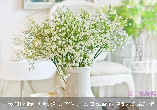 滿天星花語及圖片大全