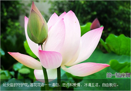 專屬于處女座的守護花