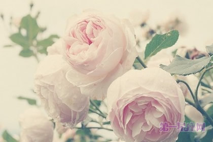 春節適合買什么花、送什么花？