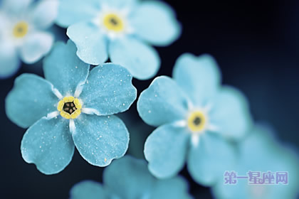 中秋節送什么花？