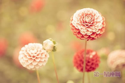 生日祝壽適合送什么花