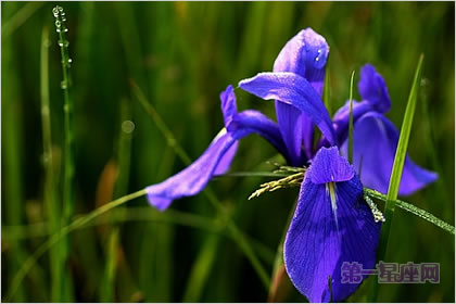5月12日花語：鳶尾花，生日花語優美