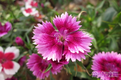 五彩石竹的花語和象征代表意義：女性美