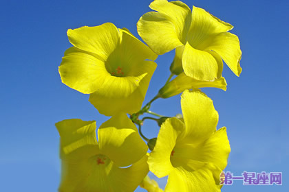 11月22日花語：百慕達奶油花，生日花語忽視