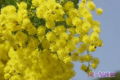 花語大全：金合歡的花語是什么？