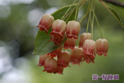 燈籠花的花語和象征代表意義