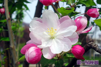 11月17日花語：蘋果花，生日花語陷阱