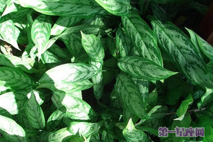 銀皇后的花語和象征代表意義：仰慕