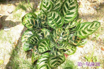 二色芋的花語和象征代表意義